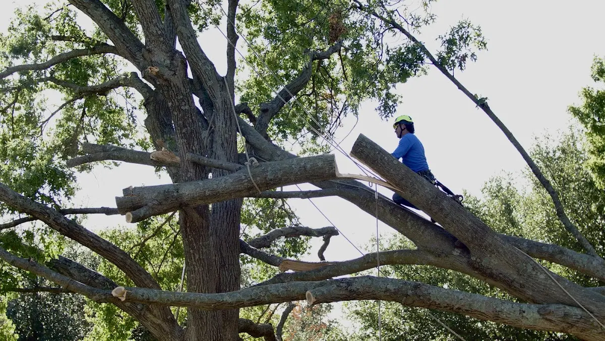 Professional Crown Thinning performed by certified arborists in Lyle