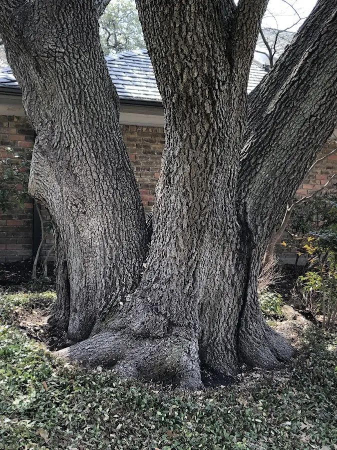 Mature heritage tree close to a Lyle property cared for by certified arborists